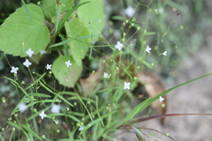 Hedyotis herbacea